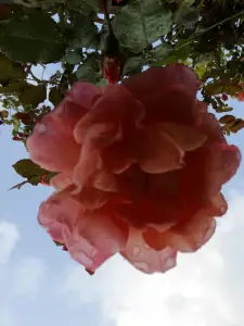 Pat 15 Ondersteboven